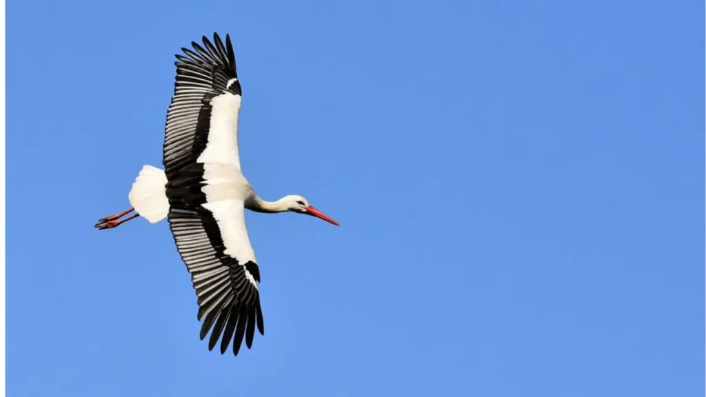 Una grande cicogna bianca e nera che vola con le ali spiegate in un cielo azzurro limpido