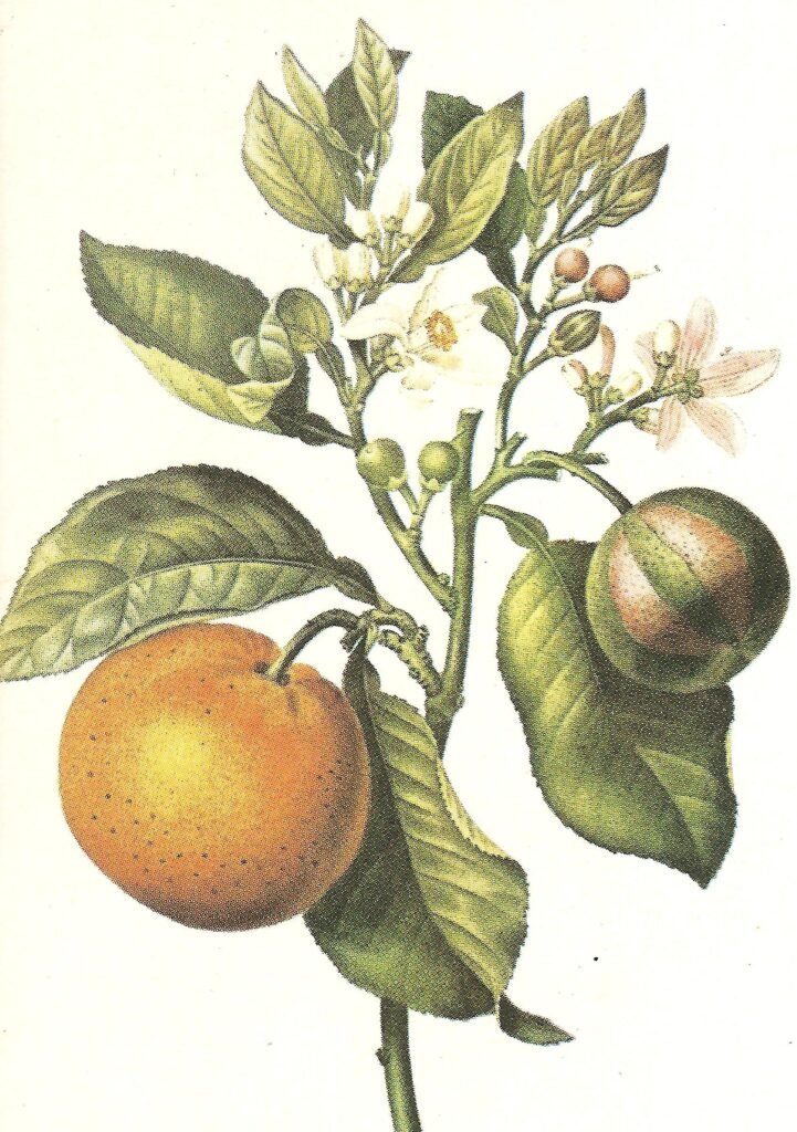 Erbe medicinali-Arancio selvatico-Tisane e uso locale