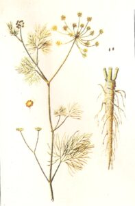 Finocchio Anethum foeniculum