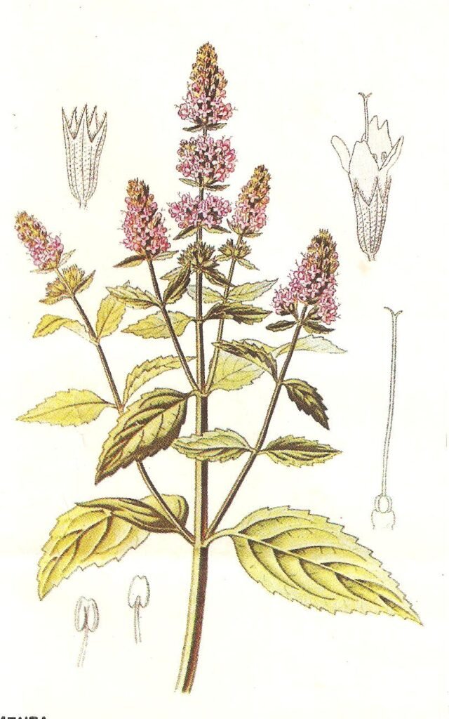 menta erbe medicinali