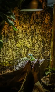Sauro sotto la lampada spot nel terrario domestico Piccola lucertola o sauro posizionato sotto la luce della lampada spot in un terrario