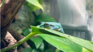 Foto di una rana arboricola verde (Zhangixalus arboreus) all'interno di un terrario allestito per anfibi Rana arboricola verde Zhangixalus arboreus in un terrario umido per anfibi
