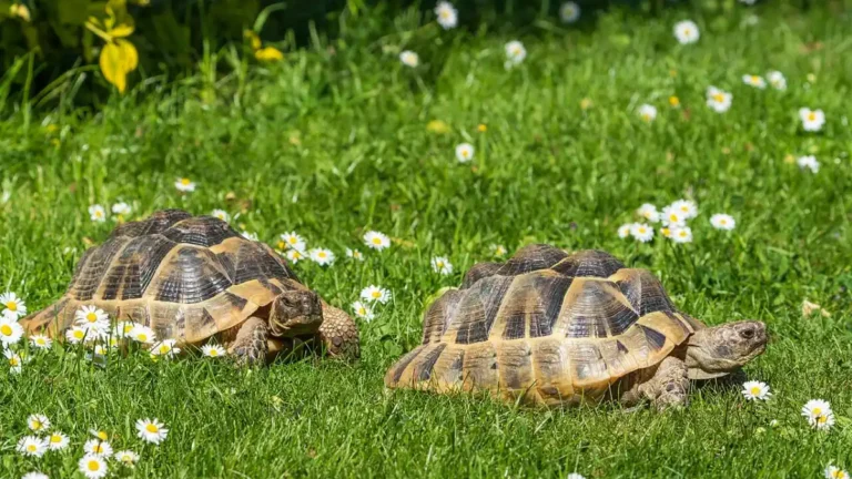 Coppia di tartarughe di Hermann (Testudo hermanni Boettgeri) in ambiente naturale