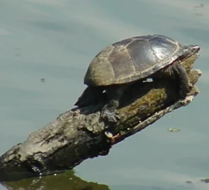 Tartaruga muschiata comune in basking - Foto USFWS Tartaruga muschiata comune (Sternotherus odoratus) che prende il sole su un tronco