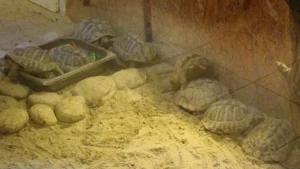 Tartarughe di Hermann (Testudo hermanni) - Foto di Emőke Dénes Esemplari di tartaruga di Hermann (Testudo hermanni) in ambiente all'aperto