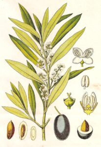 erbe officinali