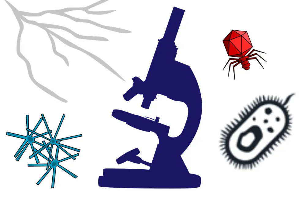 Diagramma dei microbi con microscopio, batterio, virus, fungo e alga