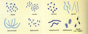 microbi che cosa sono- spiegazioni facili per bambini e ragazzi