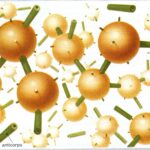 sistema immunitario spiegazione facile, immagini di antigeni e anticorpi