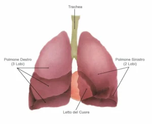 Anatomia e lobi dei polmoni destro e sinistro Schema dell'anatomia dell'apparato respiratorio umano con etichette di naso, laringe, faringe, trachea, bronchi e polmoni per la scuola.