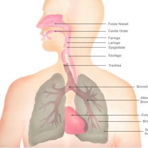 ricerche scolastiche, apparato respiratorio