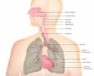Schema dell'apparato respiratorio umano per la scuola Schema dell'anatomia dell'apparato respiratorio umano con etichette di naso, laringe, faringe, trachea, bronchi e polmoni per la scuola.