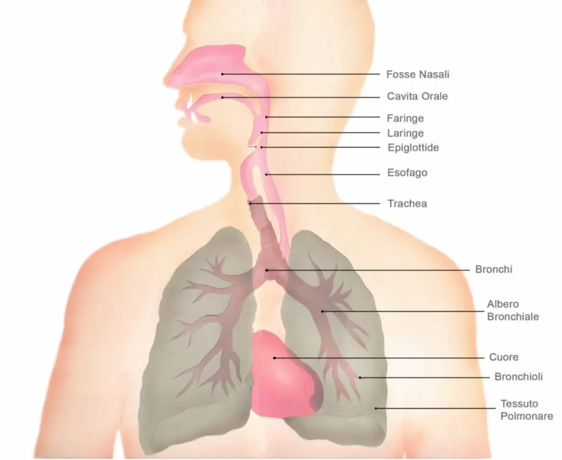 Schema dell'anatomia dell'apparato respiratorio umano con etichette di naso, laringe, faringe, trachea, bronchi e polmoni per la scuola.