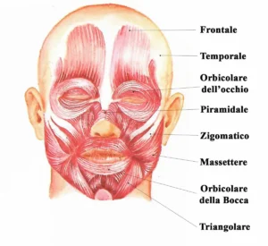 Sistema muscolare: disegno anatomico dei muscoli del viso e della testa con indicazioni di frontale, temporale e orbicolari.