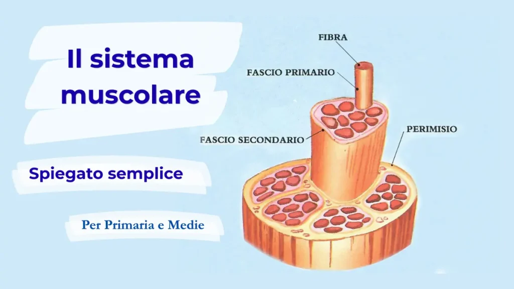Schema del sistema muscolare spiegato in modo semplice con il dettaglio della struttura interna del muscolo.