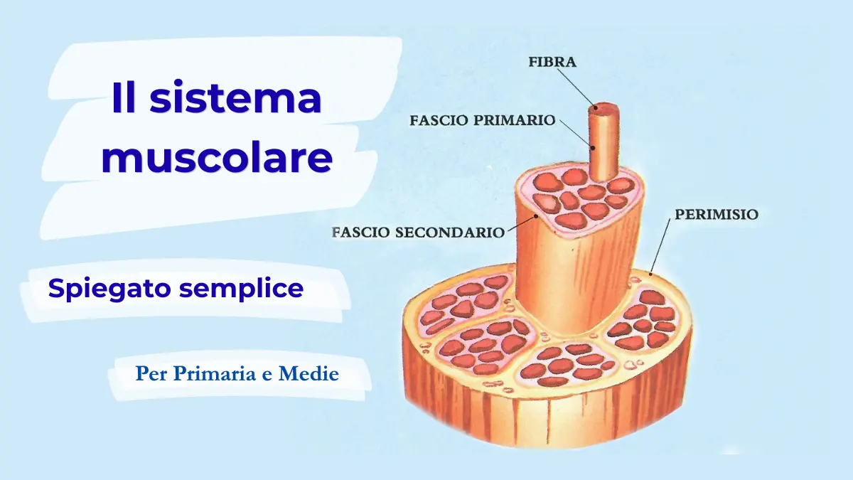 Schema del sistema muscolare spiegato in modo semplice con il dettaglio della struttura interna del muscolo.