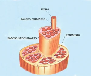sistema muscolare spiegazione semplice: sezione anatomica di un muscolo che mostra la fibra, il fascio primario, il fascio secondario e il perimisio.