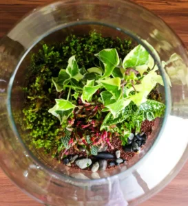 Varietà di piante ricadenti e colorate in vaso di vetro per terrario Composizione finale in vaso di vetro con differenti varietà di piante verdi e colorate tra cui edera e peperomia