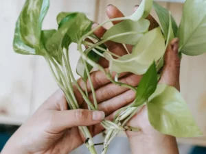 Mani che mostrano radici di Pothos pulite dalla terra pronte per la coltivazione in acqua.