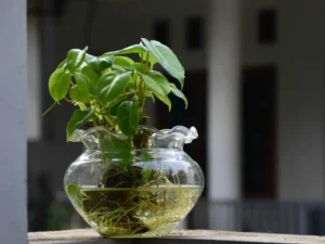 Apparato radicale di una pianta di Pothos cresciuta in un vaso di vetro con acqua per esperimento di idroponica.