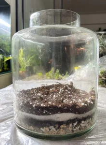 Stratificazione del substrato e drenaggio nel terrario fai da te Stratificazione di argilla espansa carbone attivo e terriccio dentro un vaso di vetro per piante