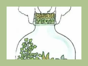 Esempio di ecosistema autonomo in vetro sigillato Un terrario all'interno di un contenitore di vetro chiuso con un tappo in sughero