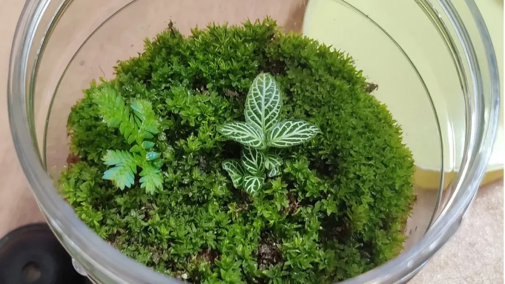 Terrario fai da te con muschio e piccole piante verdi in un grande contenitore di vetro trasparente