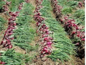 Tropea – La coltivazione della Cipolla Rossa IGP Campo coltivato a Tropea con le caratteristiche cipolle rosse mature visibili nel terreno prima della raccolta.