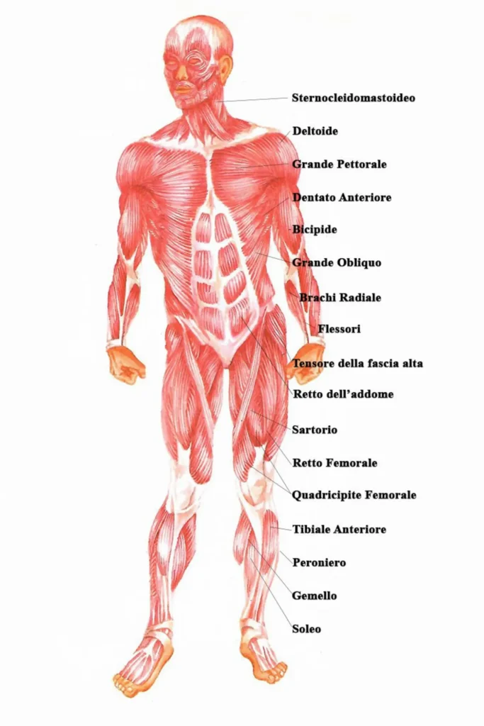 Mappa completa dei muscoli anteriori del corpo umano con etichette tra cui bicipite, grande pettorale e retto dell'addome.