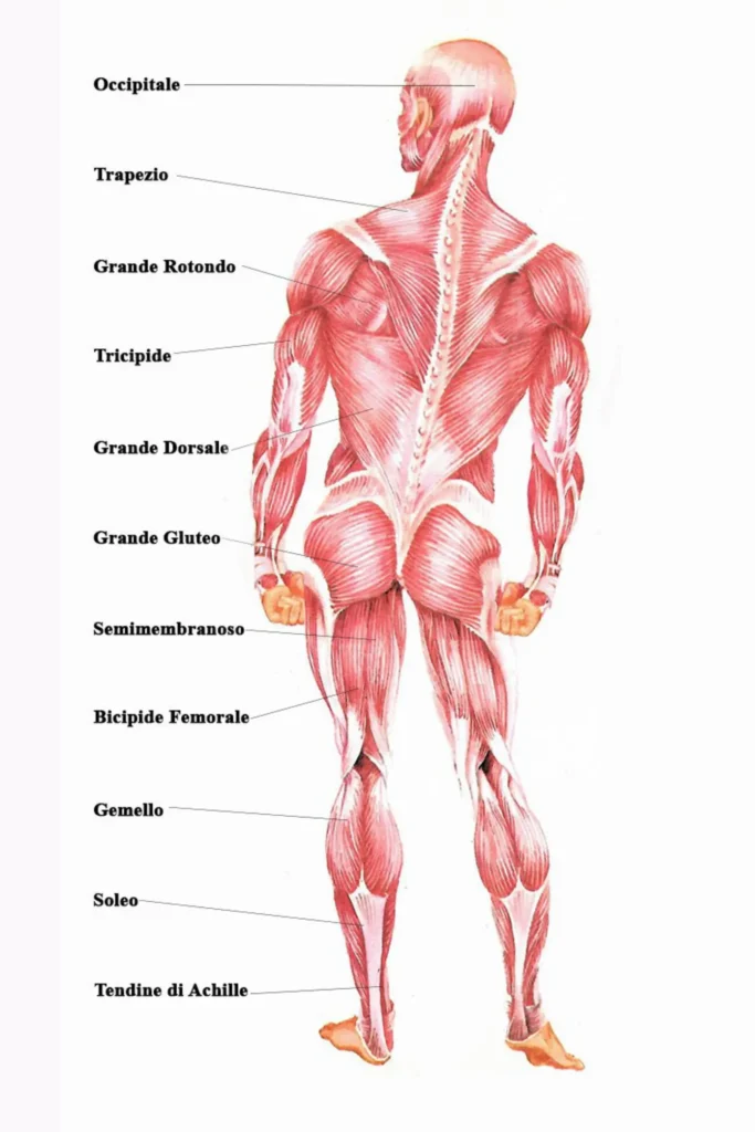 Mappa completa dei muscoli posteriori del corpo umano con indicazioni di trapezio, grande dorsale, grande gluteo e tendine di Achille.